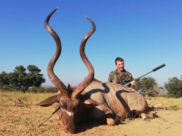 Huge trophy kudu
