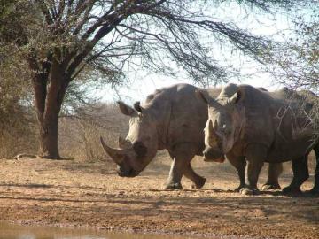 Hunt the Big 5 Photo 11