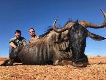 Wildebeest Trophy