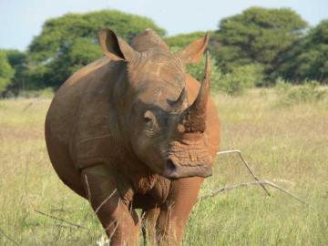 South Africa Buffalo Hunt 7