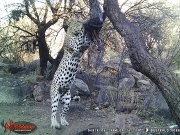 Leopard Hunt in Namibia 1