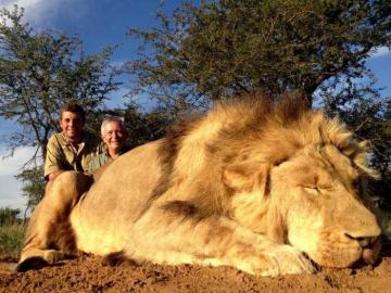 African Lion Cancellation Hunt 4