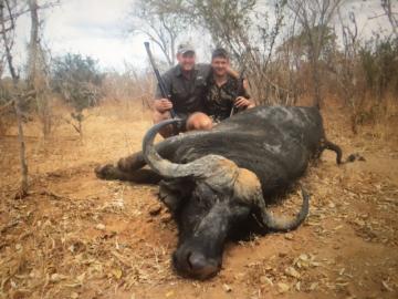 Big Selous buffalo trophy