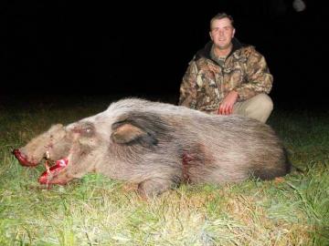 Bushpig Hunt on Bait in South Africa 5