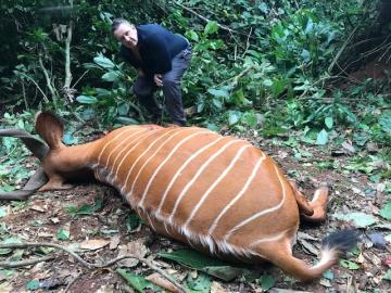 Trophy Bongo Hunt in Cameroon's Rain Forest 4