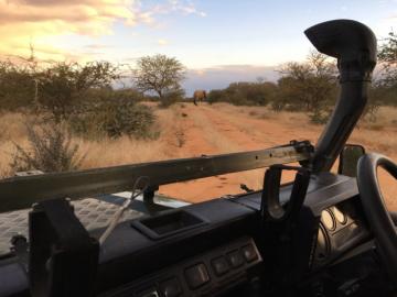 Elephant crossing the road