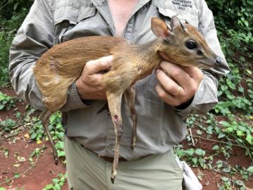 Nice duiker taken in Cameroon's Rain Forest