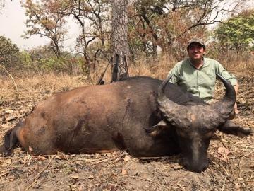 Savanna buffalo in Cameroon
