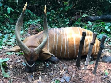 Trophy Bongo Hunt in Cameroon's Rain Forest 2
