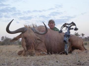 Big Blue WEildebeest