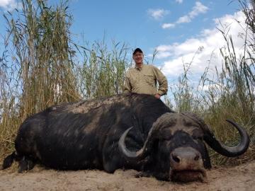Depp Curl Caprivi Cape Buffalo Bull