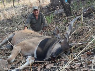 Cameroon savanna Lord Derby eland