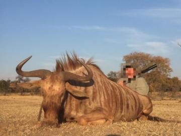 Nice Golden Wildebeest