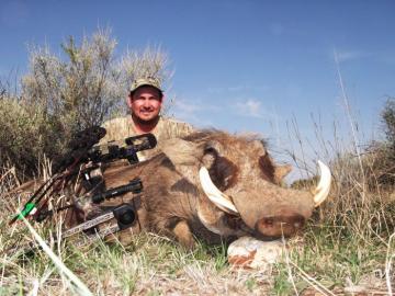 Nice Namibia warthog taken with a compound bow