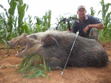 Bushpig Hunt on Bait in South Africa 1