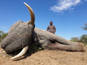 Trophy Namibia Bull Elephant