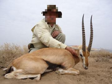 Nice Trophy Thompson's gazelle in Tanzania