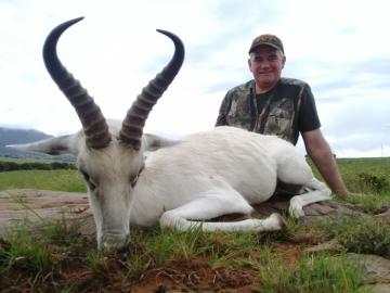 Discounted White Springbuck