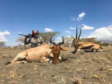 Cokes Hartebeest and Grant's Gazelle in Maasailand
