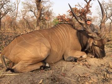 Savanna Lord Derby Eland