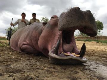 A good Selous Reserve Cape Buffalo