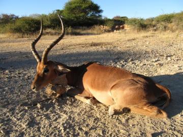 Namibia 6 / Day 5 Animal Safari Package 1