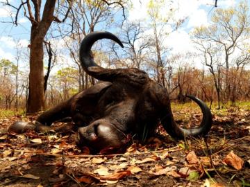 Selous Reserve Cape Buffalo Trophy 2