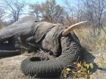 Non-trophy Elephant Hunt in Namibia