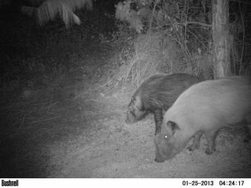 Bushpig Hunt on Bait in South Africa 8