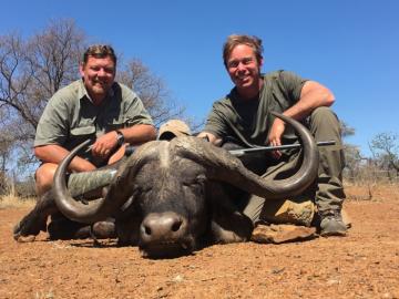 Big Cape buffalo trophy