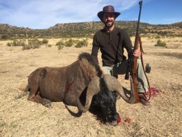 Trophy Black Wildebeest