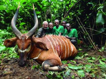 Trophy Bongo Hunt in Cameroon's Rain Forest 7