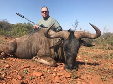 Trophy Blue Wildebeest