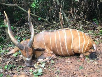 Trophy Bongo Hunt in Cameroon's Rain Forest 1