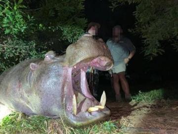 Giant free-ranging hippo bull