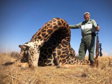 Giant dark bull giraffe trophy