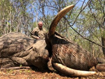Large Zimbabwe elephant trophy