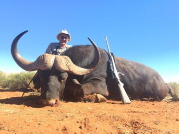 Big Kalahari Cape Buffalo Bull