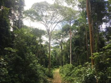 Cameroon Rain Forest