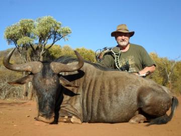 Blue wildebeest taken with a bow