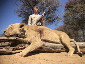 Lioness Hunt in south Africa