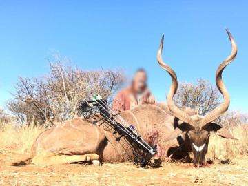 Bowhunt Giant Kudu in South Africa