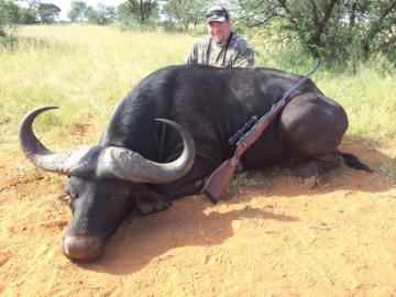 Nice Trophy Cape Buffalo
