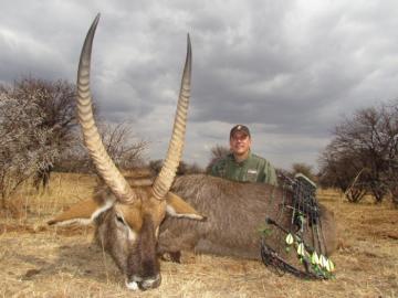 Huge waterbuck with a bow