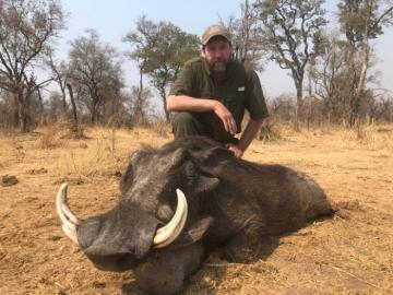 Warthog trophy taken in Zimbabwe