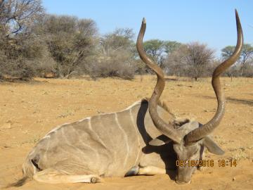 David Mabe Kudu