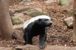 Honey Badger Hunting Honey Badger Hunting