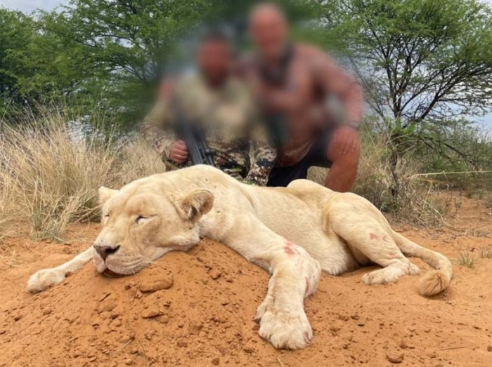 Lion hunts in Africa
