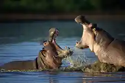 The proposed Up-listing of Hippopotamus under the Endangered Species Act