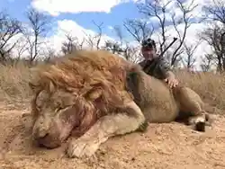 South Africa's Landmark Decision: Closing the Chapter on Captive-Bred Lion Hunting